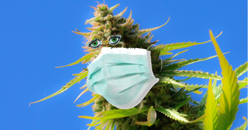 Miami Herbal Alternatives – Your Guide to Cannabis-Free Wellness Options