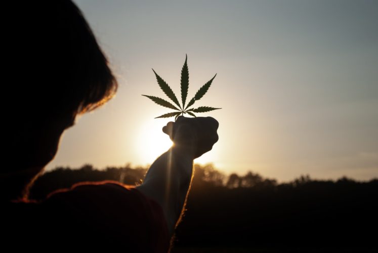 The Entourage Effect in Cannabis – What It Is and Why It Matters