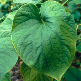 Kava Root Benefits – A Natural Path to Relaxation | Herbin Living