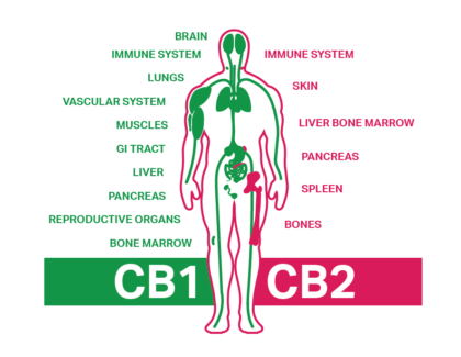 A diagram of the CB1 and CB2 receptors in the body