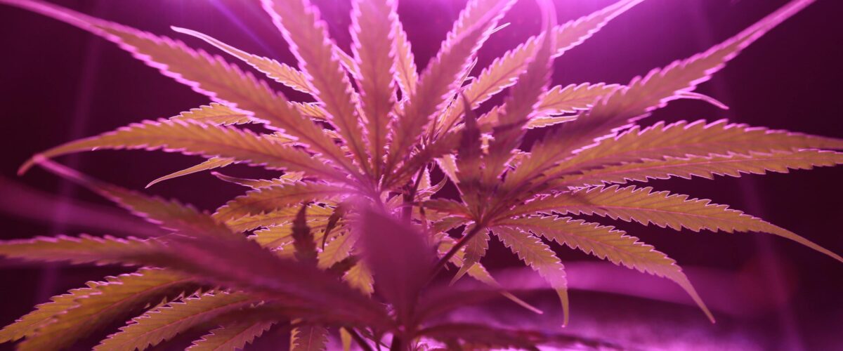 Cannabis plant under purple LED grow lights, showcased by Herbin Living Smoke Shop about "What is the Endocannabinoid System?"