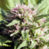 THCA in Miami: Everything You Need to Know