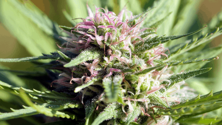 THCA cannabis flower showing purple hues and rich trichomes.