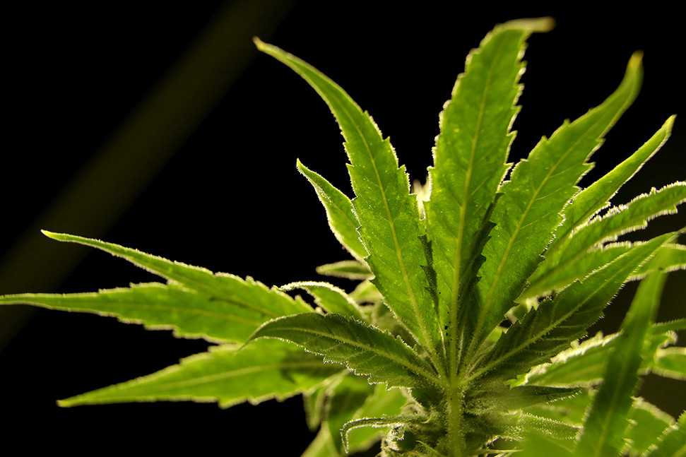 A fresh green cannabis leaf representing the raw form of THCA