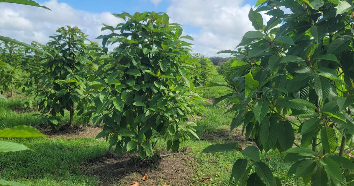 7-Hydroxymitragynine vs. Kratom: Understanding the Differences